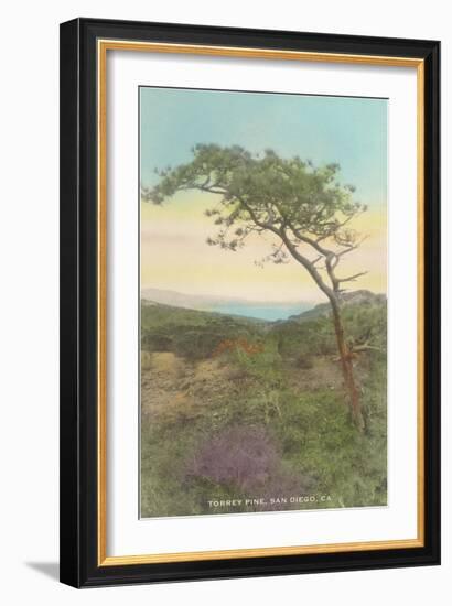 Torrey Pine, San Diego County, California-null-Framed Art Print