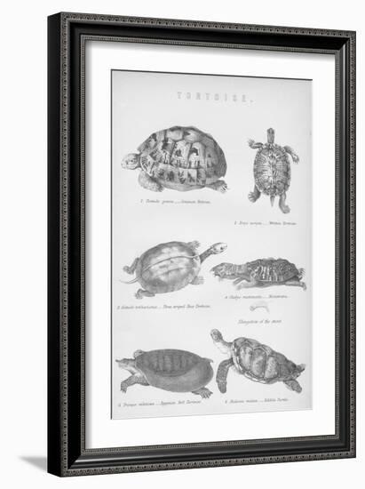 Tortoise, 1885-null-Framed Giclee Print