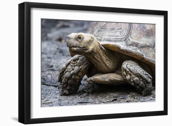 Tortoise 1-Robert Michaud-Framed Giclee Print