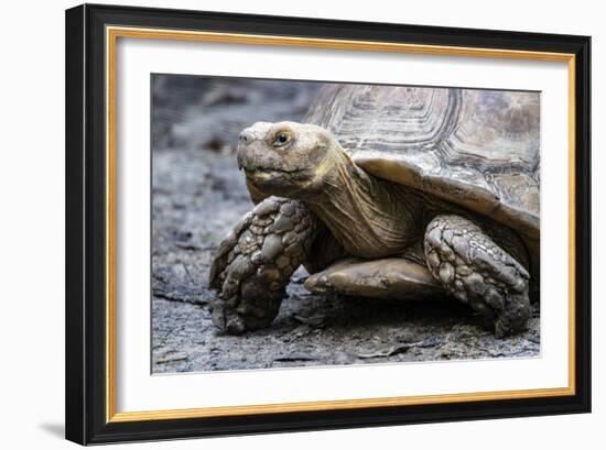 Tortoise 1-Robert Michaud-Framed Giclee Print