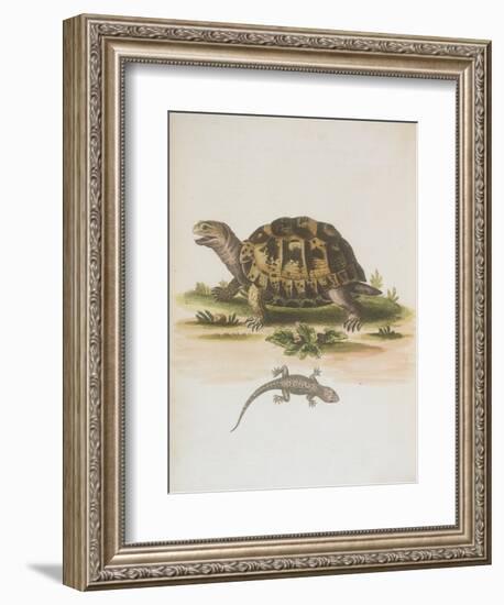 Tortoise and Lizard-null-Framed Giclee Print