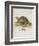 Tortoise and Lizard-null-Framed Giclee Print