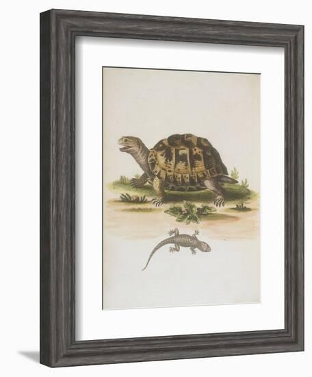 Tortoise and Lizard-null-Framed Giclee Print