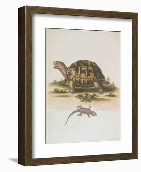 Tortoise and Lizard-null-Framed Giclee Print