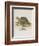 Tortoise and Lizard-null-Framed Giclee Print