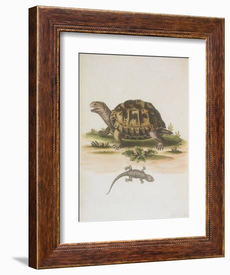 Tortoise and Lizard-null-Framed Giclee Print