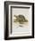 Tortoise and Lizard-null-Framed Giclee Print