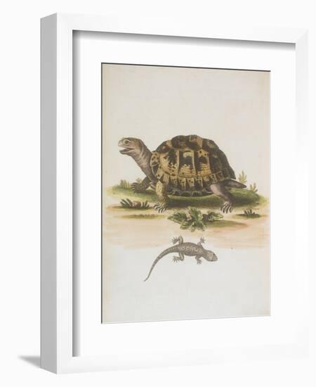 Tortoise and Lizard-null-Framed Giclee Print