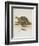 Tortoise and Lizard-null-Framed Giclee Print