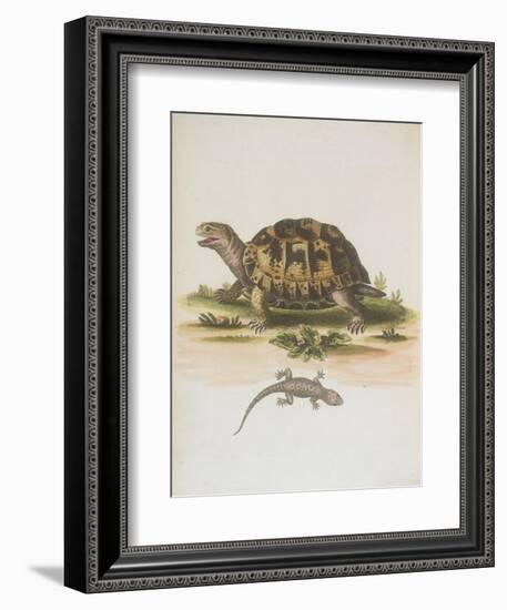 Tortoise and Lizard-null-Framed Giclee Print