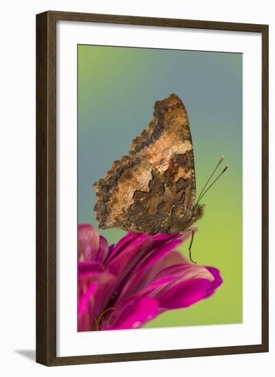 Tortoise-Shell Butterfly-Darrell Gulin-Framed Photographic Print