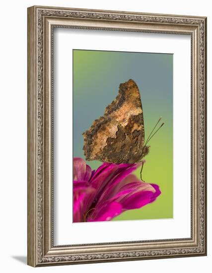 Tortoise-Shell Butterfly-Darrell Gulin-Framed Photographic Print