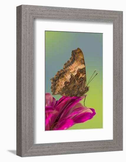 Tortoise-Shell Butterfly-Darrell Gulin-Framed Photographic Print