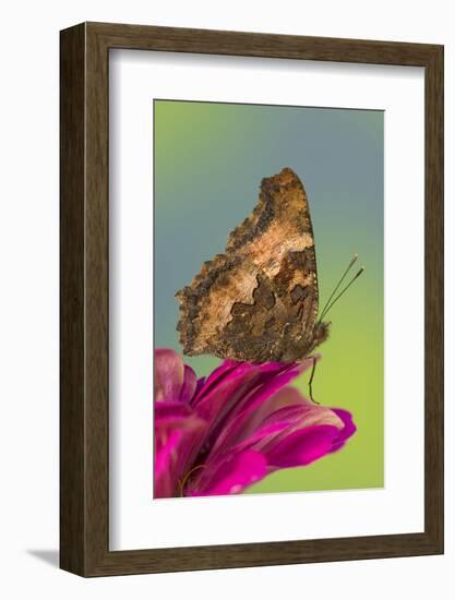 Tortoise-Shell Butterfly-Darrell Gulin-Framed Photographic Print