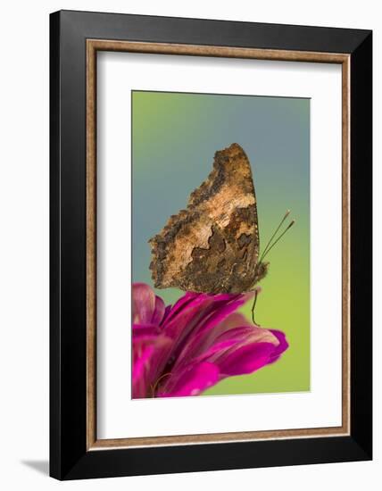 Tortoise-Shell Butterfly-Darrell Gulin-Framed Photographic Print