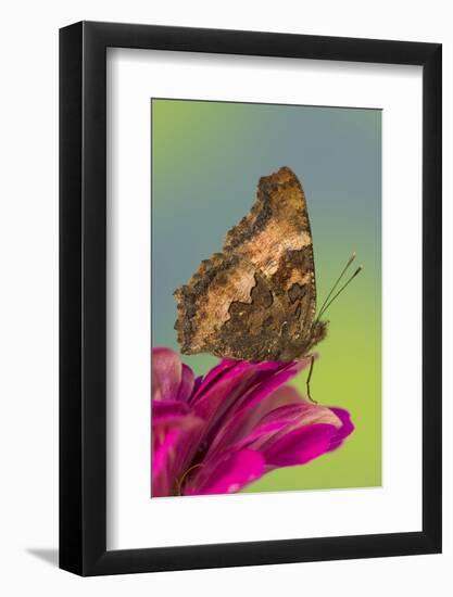 Tortoise-Shell Butterfly-Darrell Gulin-Framed Photographic Print