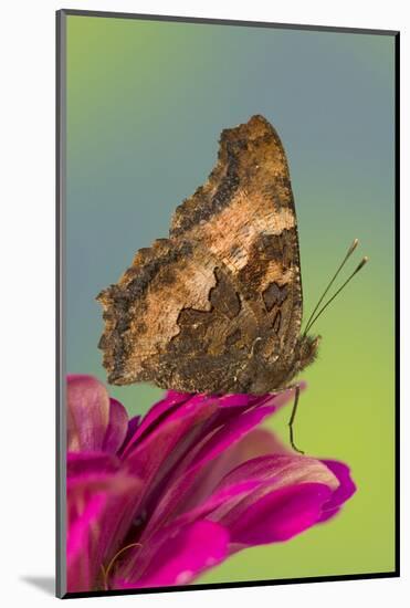 Tortoise-Shell Butterfly-Darrell Gulin-Mounted Photographic Print