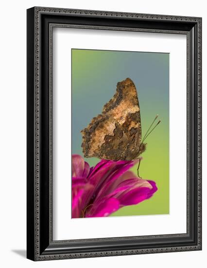Tortoise-Shell Butterfly-Darrell Gulin-Framed Photographic Print