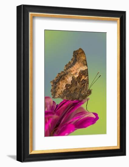 Tortoise-Shell Butterfly-Darrell Gulin-Framed Photographic Print