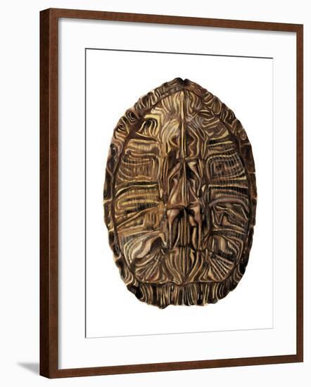 Tortoise Shell Detail II-Naomi McCavitt-Framed Art Print