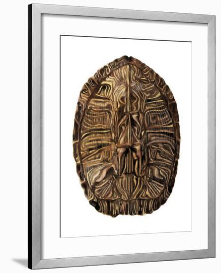 Tortoise Shell Detail II-Naomi McCavitt-Framed Art Print