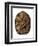 Tortoise Shell Detail II-Naomi McCavitt-Framed Art Print