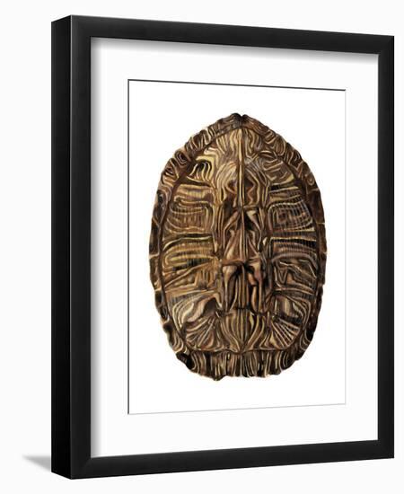 Tortoise Shell Detail II-Naomi McCavitt-Framed Art Print