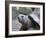 Tortoise, South Coast, Curieuse Island, Seychelles, Indian Ocean, Africa-Bruno Barbier-Framed Photographic Print