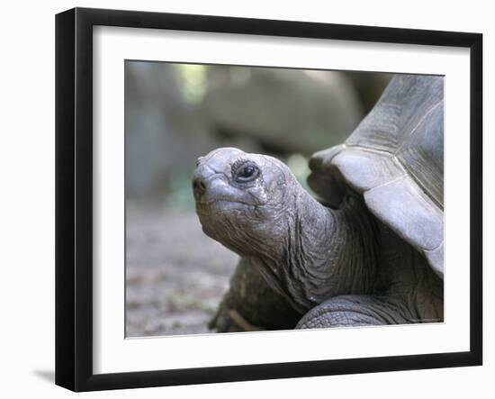 Tortoise, South Coast, Curieuse Island, Seychelles, Indian Ocean, Africa-Bruno Barbier-Framed Photographic Print