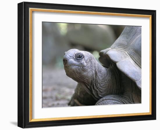 Tortoise, South Coast, Curieuse Island, Seychelles, Indian Ocean, Africa-Bruno Barbier-Framed Photographic Print