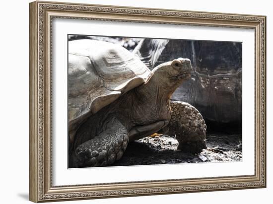Tortoise-Robert Michaud-Framed Giclee Print