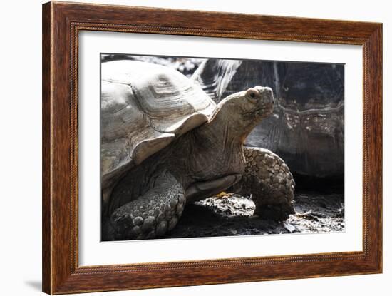 Tortoise-Robert Michaud-Framed Giclee Print