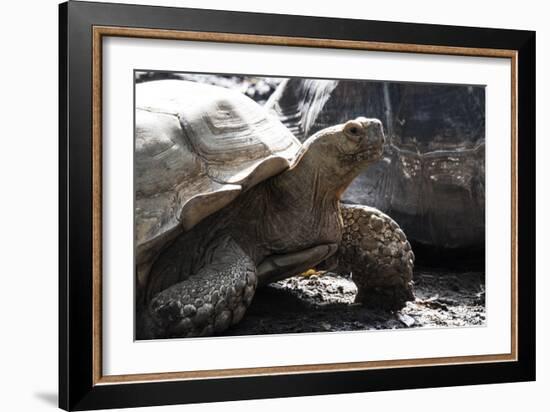 Tortoise-Robert Michaud-Framed Giclee Print