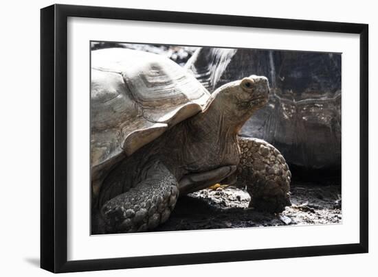 Tortoise-Robert Michaud-Framed Giclee Print