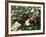 Tortoises in the Flower Beds-null-Framed Photographic Print