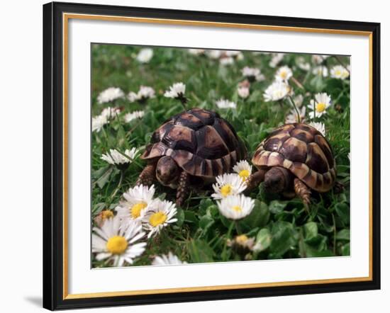 Tortoises in the Flower Beds-null-Framed Photographic Print