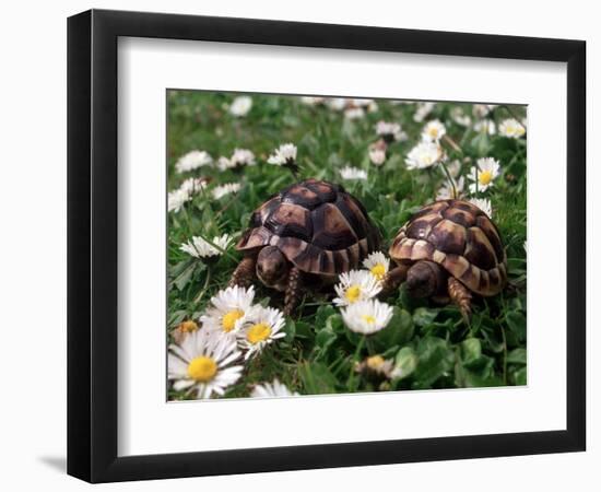 Tortoises in the Flower Beds-null-Framed Photographic Print