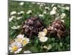 Photographic Print