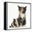 Tortoiseshell Kitten with Baby Tortoiseshell Guinea Pig-Mark Taylor-Framed Premier Image Canvas