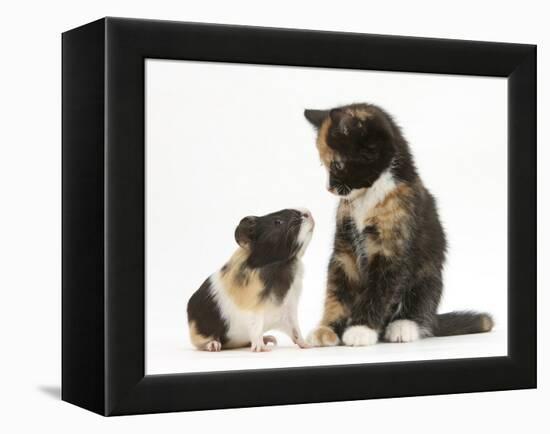 Tortoiseshell Kitten with Baby Tortoiseshell Guinea Pig-Mark Taylor-Framed Premier Image Canvas