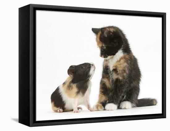 Tortoiseshell Kitten with Baby Tortoiseshell Guinea Pig-Mark Taylor-Framed Premier Image Canvas