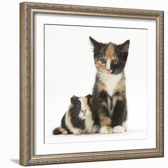 Tortoiseshell Kitten with Baby Tortoiseshell Guinea Pig-Mark Taylor-Framed Photographic Print