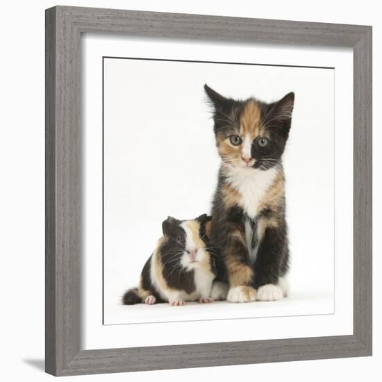 Tortoiseshell Kitten with Baby Tortoiseshell Guinea Pig-Mark Taylor-Framed Photographic Print