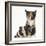 Tortoiseshell Kitten with Baby Tortoiseshell Guinea Pig-Mark Taylor-Framed Photographic Print