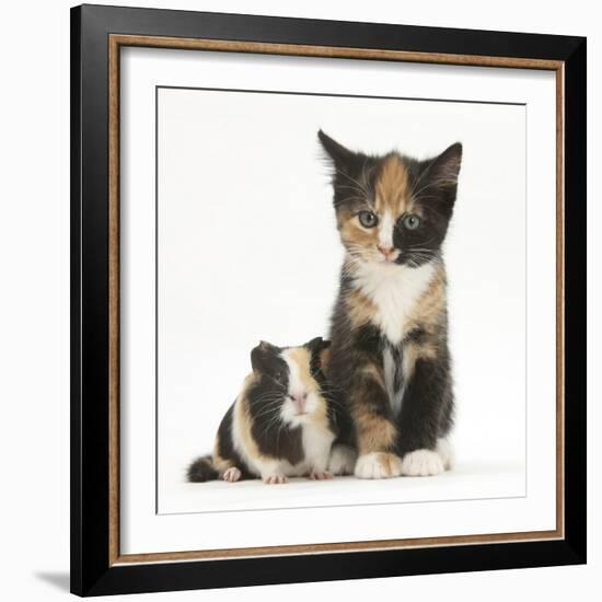 Tortoiseshell Kitten with Baby Tortoiseshell Guinea Pig-Mark Taylor-Framed Photographic Print