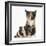 Tortoiseshell Kitten with Baby Tortoiseshell Guinea Pig-Mark Taylor-Framed Photographic Print