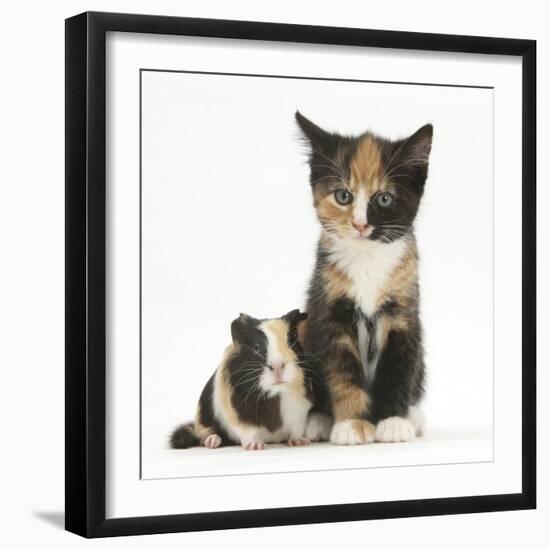 Tortoiseshell Kitten with Baby Tortoiseshell Guinea Pig-Mark Taylor-Framed Photographic Print