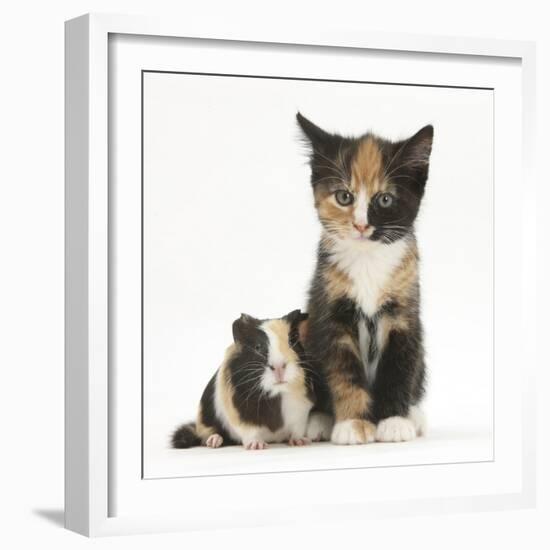 Tortoiseshell Kitten with Baby Tortoiseshell Guinea Pig-Mark Taylor-Framed Photographic Print