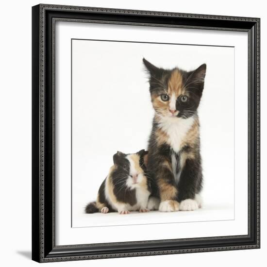 Tortoiseshell Kitten with Baby Tortoiseshell Guinea Pig-Mark Taylor-Framed Photographic Print