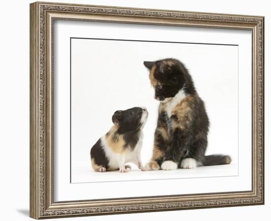 Tortoiseshell Kitten with Baby Tortoiseshell Guinea Pig-Mark Taylor-Framed Photographic Print